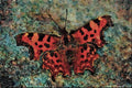 720014 Comma, Polygonia C album, Dyfed, U.K. A4 Limited Edition Watercolour Print