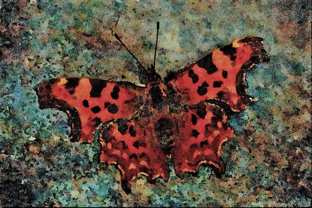 720014 Comma, Polygonia C album, Dyfed, U.K. A4 Limited Edition Watercolour Print