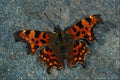 720014 Comma, Polygonia C album, Dyfed, U.K. A4 Photo Print