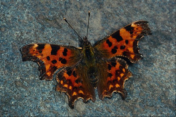 720014 Comma, Polygonia C album, Dyfed, U.K. A4 Photo Print