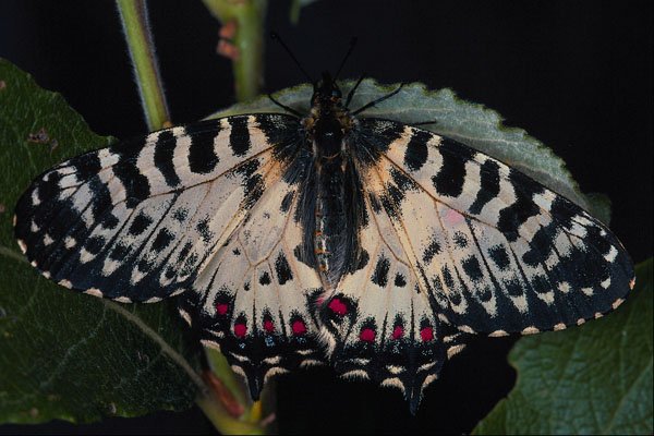 720015 Zyerinthia Polyxena, Olympia, Georgia, U.S.A. A4 Photo Print