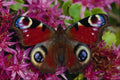 720016 Peacock, Inachis Io, Dyfed, U.K. A4 Photo Print