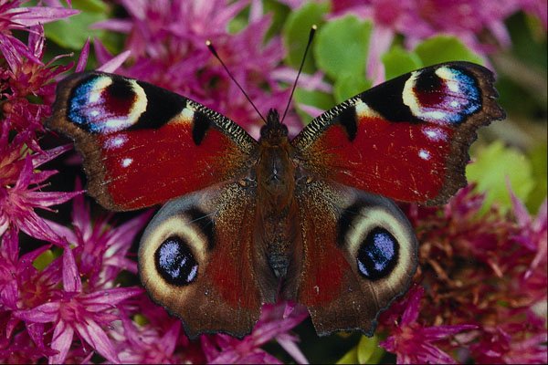 720016 Peacock, Inachis Io, Dyfed, U.K. A4 Photo Print
