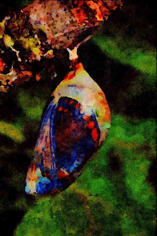 720017 Two tailed Pascha, Charaxes Jasius, Provence, France A4 Limited Edition Watercolour Print