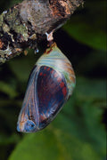 720017 Two tailed Pascha, Charaxes Jasius, Provence, France A4 Photo Print