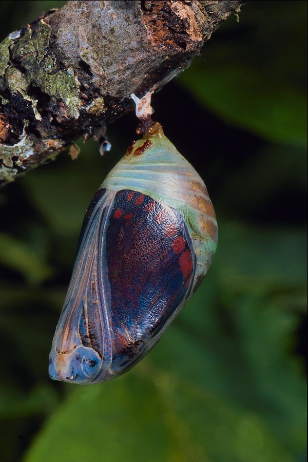 720017 Two tailed Pascha, Charaxes Jasius, Provence, France A4 Photo Print