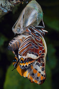 720018 Two tailed Pascha, Charaxes Jasius, Provence, France A4 Photo Print