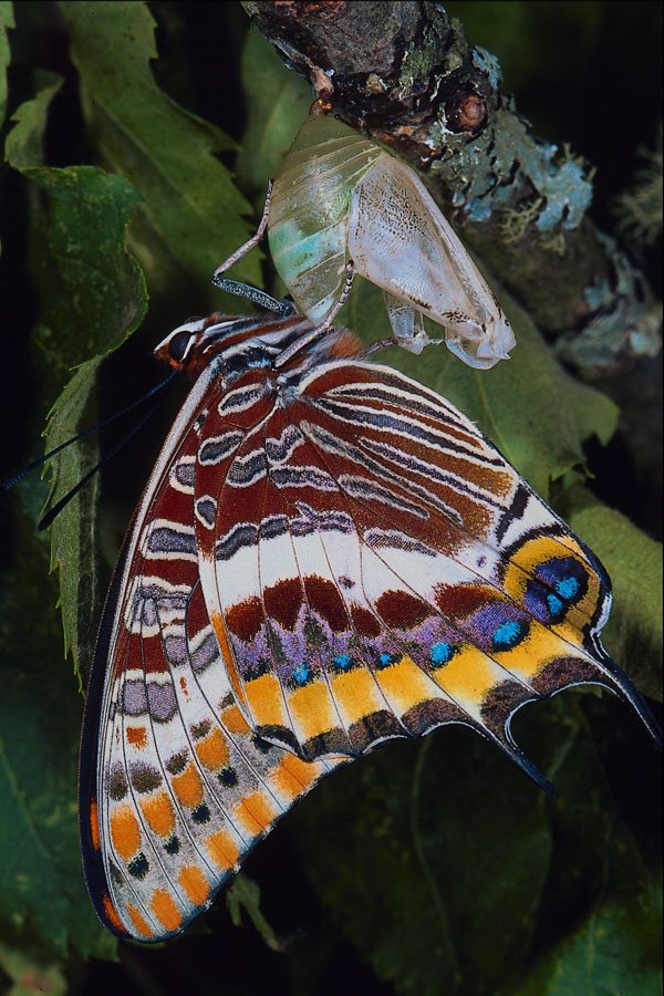 720019 Two tailed Pascha, Charaxes Jasius, Provence, France A4 Photo Print