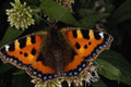 720020 Small Tortoiseshell Butterfly, Arlesford, Hampshire A4 Photo Print