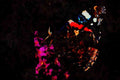 720021 Red Admiral Butterfly, Claygate, Surrey, England A4 Limited Edition Watercolour Print
