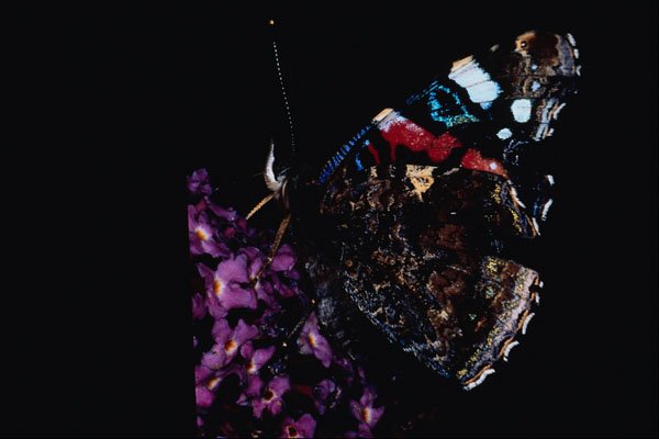 720021 Red Admiral Butterfly, Claygate, Surrey, England A4 Photo Print