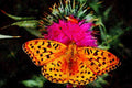 720022 High Brown Fritillary Butterfly A4 Limited Edition Watercolour Print