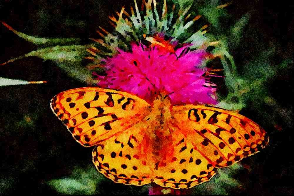 720022 High Brown Fritillary Butterfly A4 Limited Edition Watercolour Print