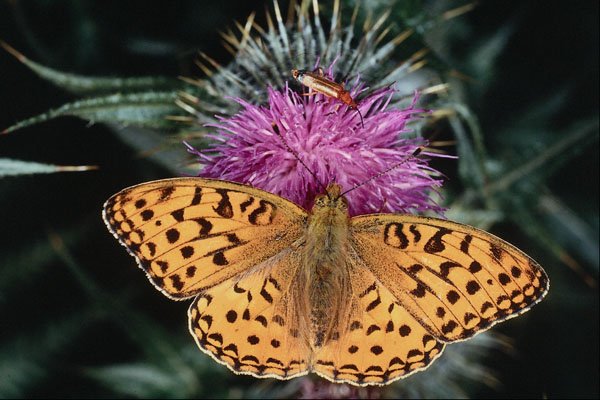 720022 High Brown Fritillary Butterfly A4 Photo Print
