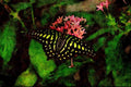 720023 Green spotted Triangle Butterfly, Malaysia A4 Limited Edition Watercolour Print