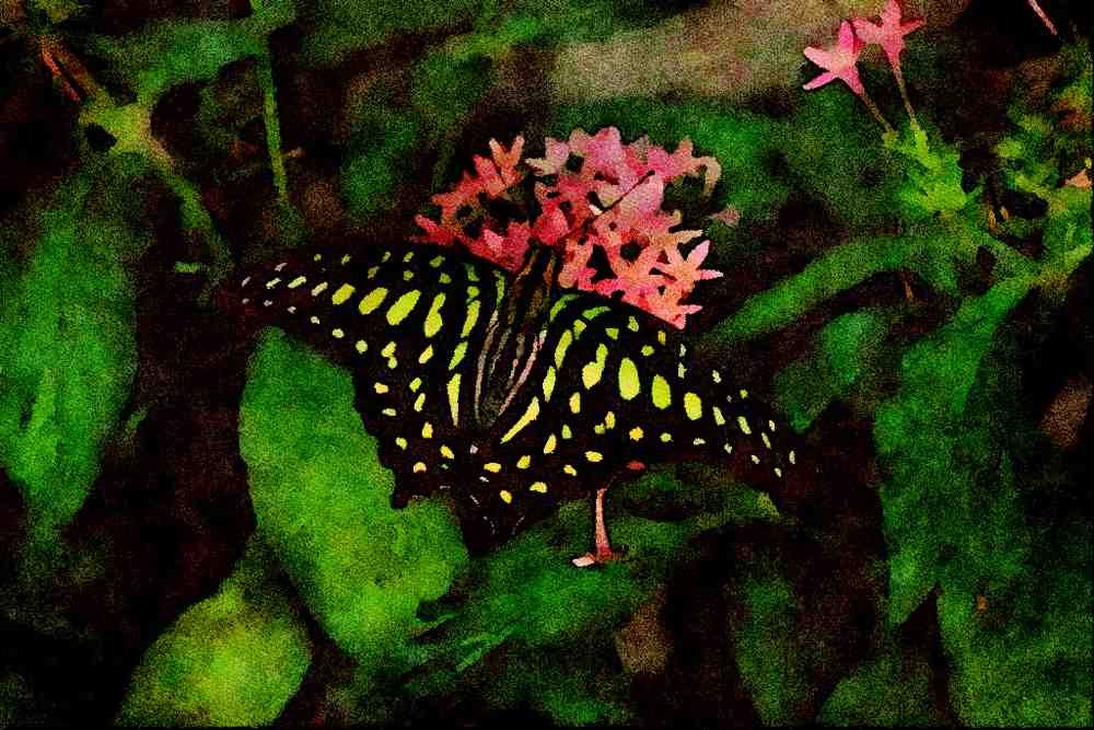 720023 Green spotted Triangle Butterfly, Malaysia A4 Limited Edition Watercolour Print