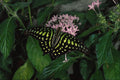 720023 Green spotted Triangle Butterfly, Malaysia A4 Photo Print