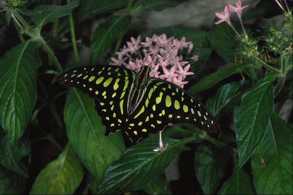 720023 Green spotted Triangle Butterfly, Malaysia A4 Photo Print