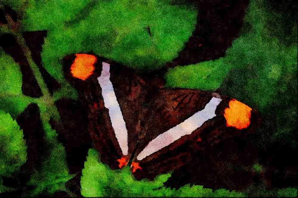 720024 Mexican Sister, Mexico A4 Limited Edition Watercolour Print