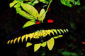 720025 Rajah Brooke's Male Birdwing, Malaysia A4 Limited Edition Watercolour Print