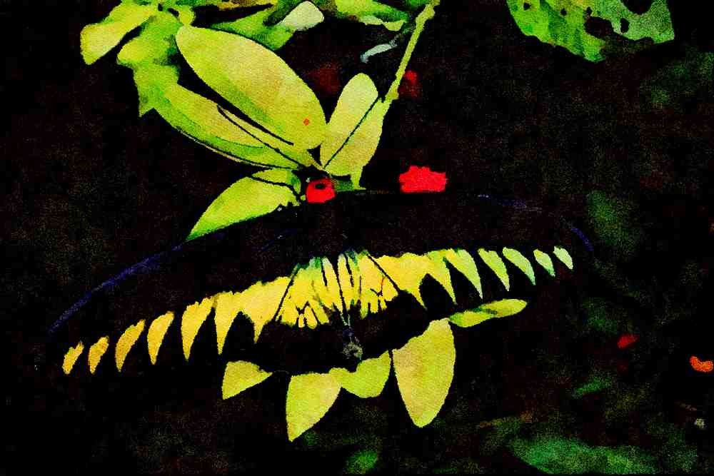 720025 Rajah Brooke's Male Birdwing, Malaysia A4 Limited Edition Watercolour Print