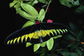720025 Rajah Brooke's Male Birdwing, Malaysia A4 Photo Print