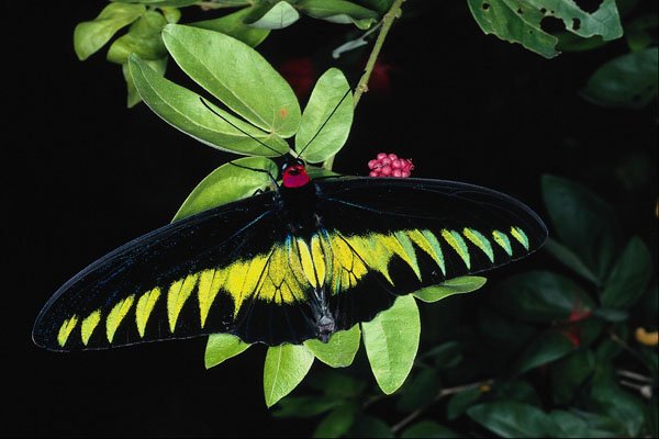 720025 Rajah Brooke's Male Birdwing, Malaysia A4 Photo Print
