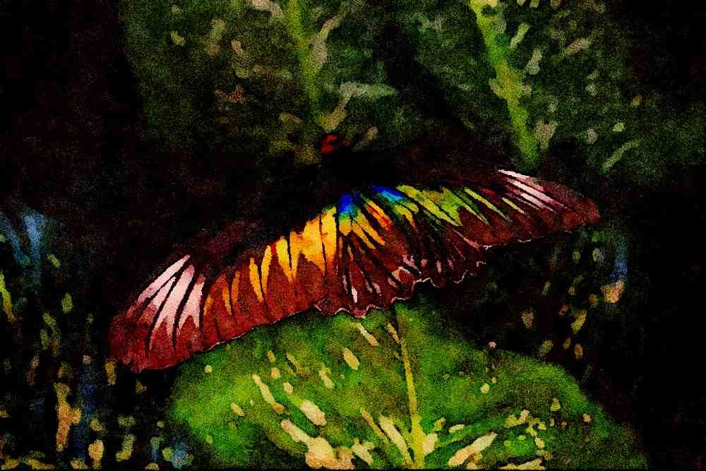 720026 Rajah Brooke's Female Birdwing, Malaysia A4 Limited Edition Watercolour Print