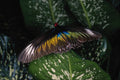 720026 Rajah Brooke's Female Birdwing, Malaysia A4 Photo Print