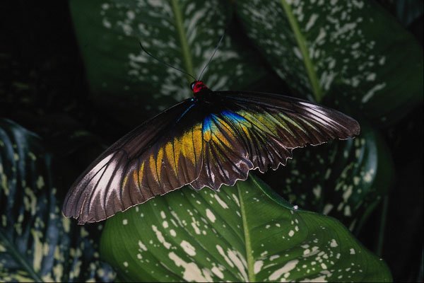 720026 Rajah Brooke's Female Birdwing, Malaysia A4 Photo Print