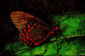 720027 Red And Blue Cattleheart, Mexico A4 Limited Edition Watercolour Print