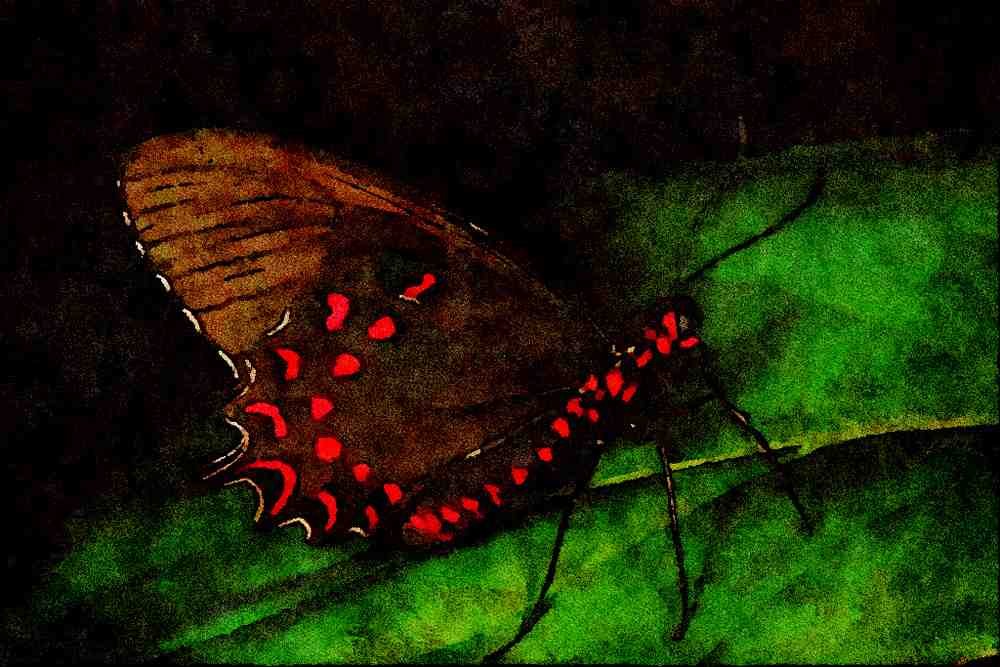 720027 Red And Blue Cattleheart, Mexico A4 Limited Edition Watercolour Print
