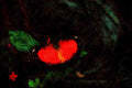 720028 Red Lacewing, Asia A4 Limited Edition Watercolour Print