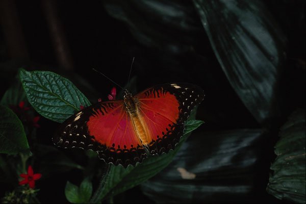 720028 Red Lacewing, Asia A4 Photo Print