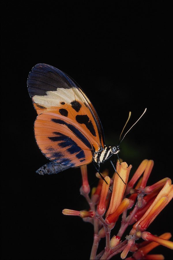 720029 Tiger Longwing, Central And South America A4 Photo Print