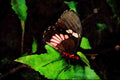720030 Anchisiades Swallowtail, Central And South America A4 Limited Edition Watercolour Print