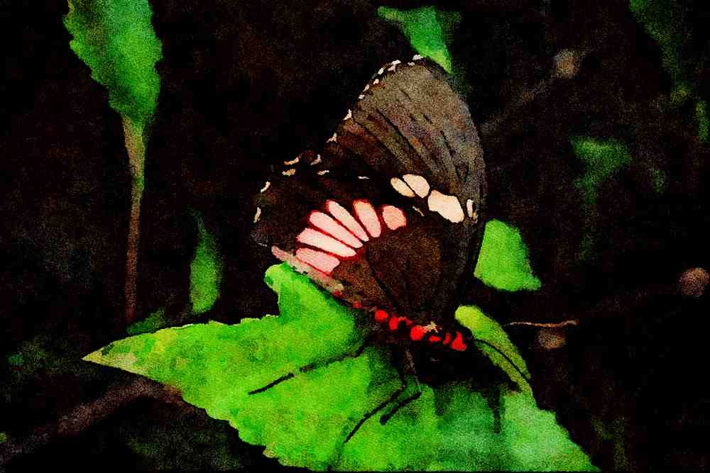 720030 Anchisiades Swallowtail, Central And South America A4 Limited Edition Watercolour Print