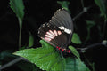 720030 Anchisiades Swallowtail, Central And South America A4 Photo Print