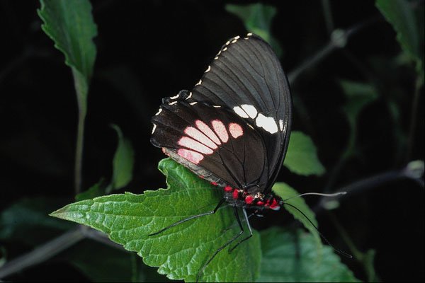 720030 Anchisiades Swallowtail, Central And South America A4 Photo Print