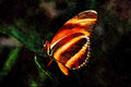 720031 Branded Orange Butterfly, Central And South America A4 Limited Edition Watercolour Print