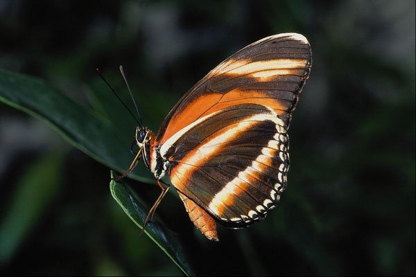 720031 Branded Orange Butterfly, Central And South America A4 Photo Print