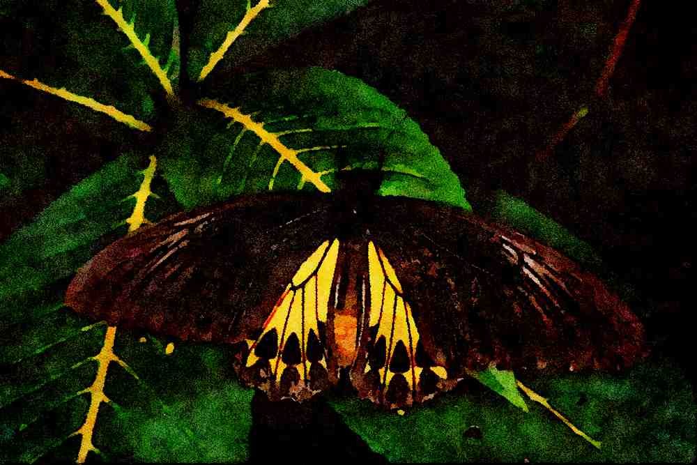 720032 Birdwing, Malaysia A4 Limited Edition Watercolour Print