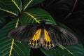 720032 Birdwing, Malaysia A4 Photo Print