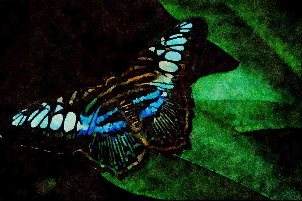 720033 Clipper Butterfly, Asia A4 Limited Edition Watercolour Print