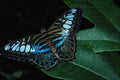 720033 Clipper Butterfly, Asia A4 Photo Print