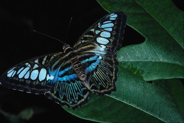 720033 Clipper Butterfly, Asia A4 Photo Print