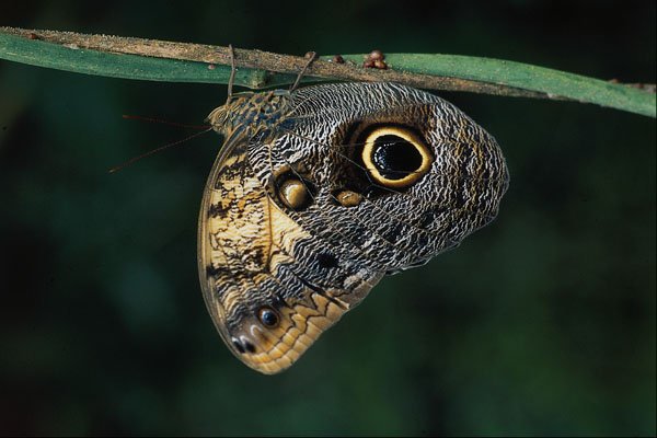 720034 Owl Butterfly, Caligo Beltrao A4 Photo Print
