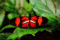 720035 Postman, Heliconius Melpomone A4 Limited Edition Watercolour Print