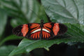 720035 Postman, Heliconius Melpomone A4 Photo Print