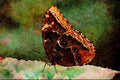 720036 Common Morpho, Morpho Peleides A4 Limited Edition Watercolour Print